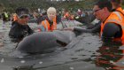 Выбросившихся на берег в Новой Зеландии черных дельфинов спас прилив