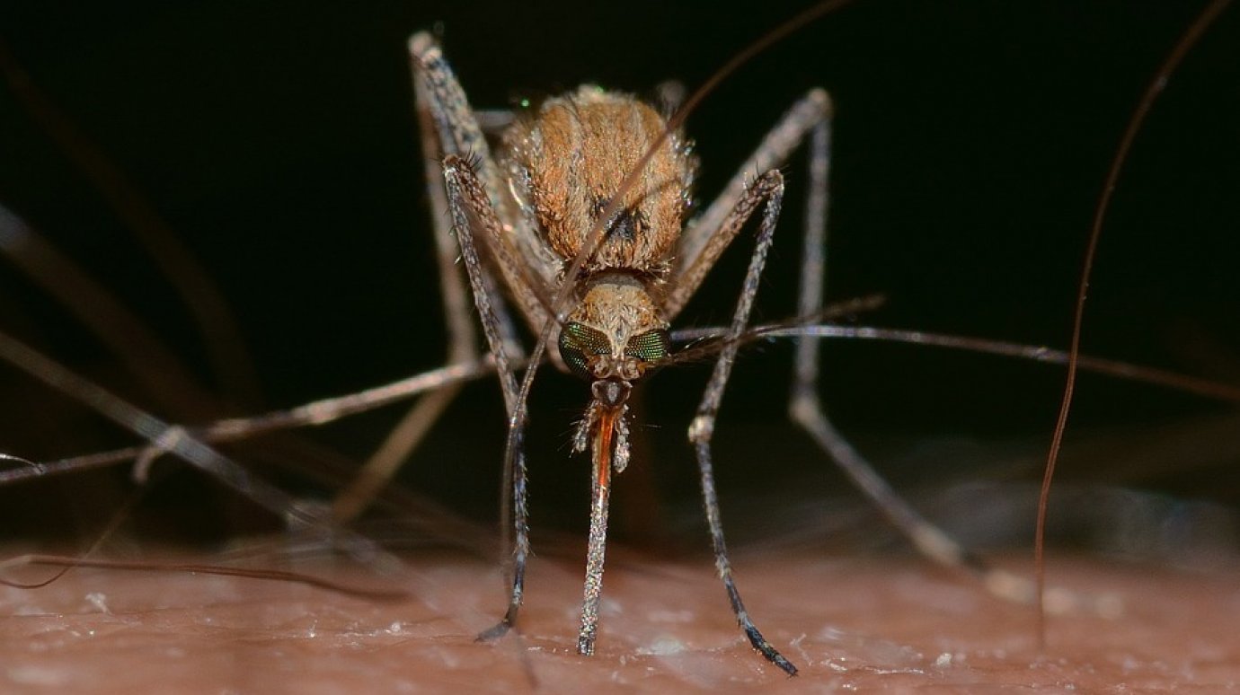 УК «Лев» выплатит пензенцу компенсацию за комаров в подвале
