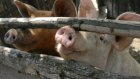 Россия проиграла спор с ВТО из-за европейских свиней