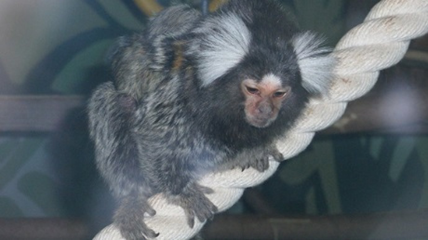 В Пензенском зоопарке у гиббонов и игрунок родились детеныши