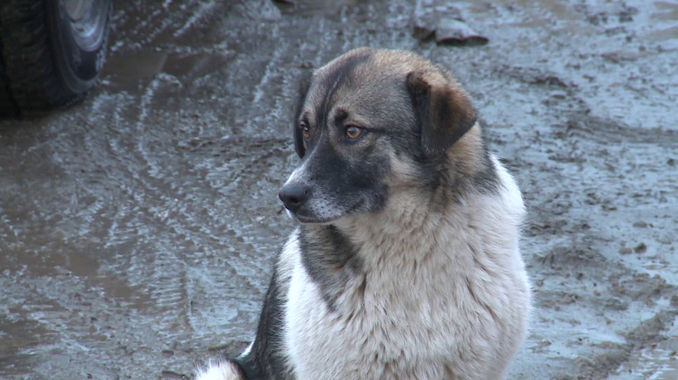 Пензенцы не поддерживают идею убийства бродячих собак