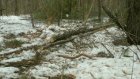 «Черный» лесоруб из Башмаковского района осужден на 2 года колонии