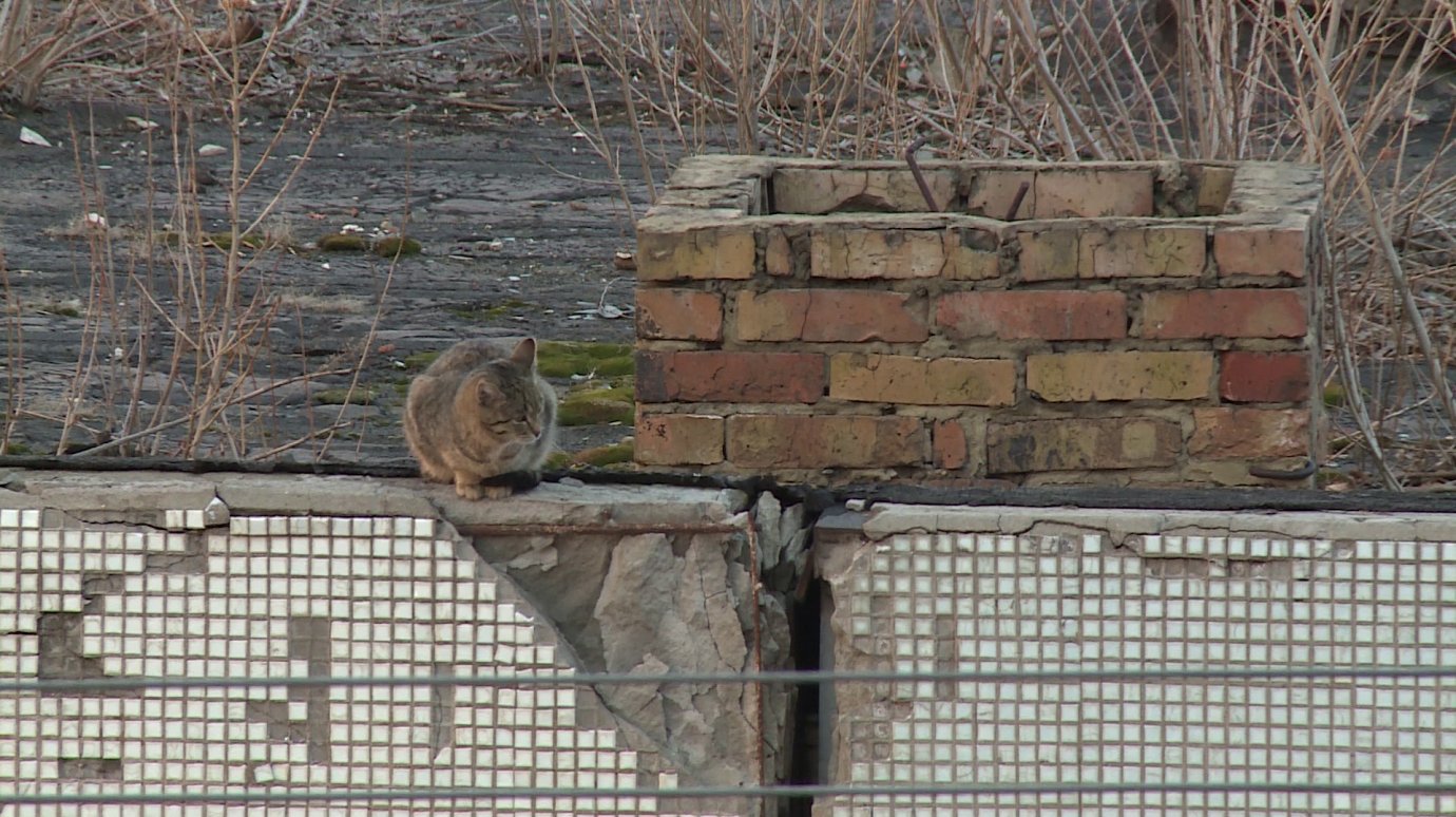 На крыше теплового пункта на Краснова погибает кошка