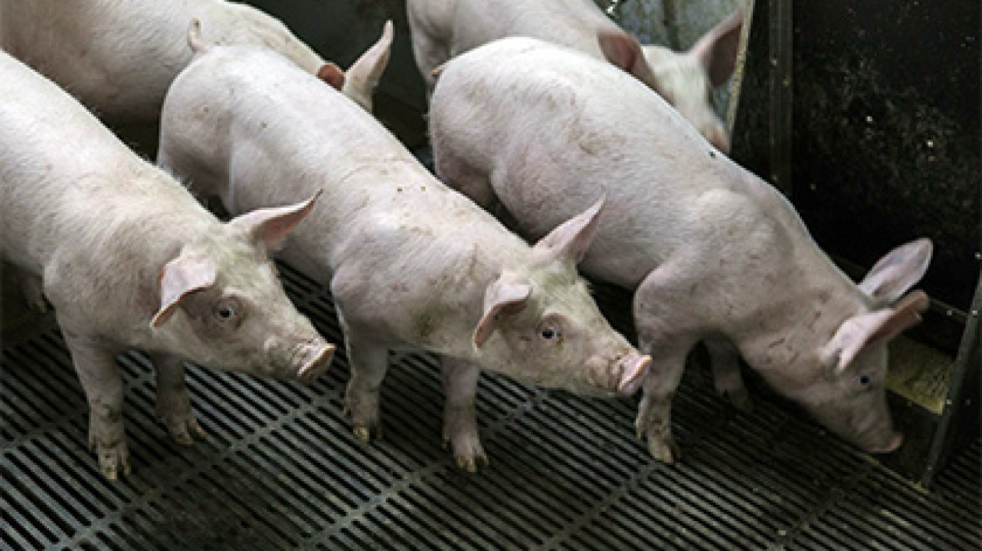 Чума свиней обошлась России в десятки миллиардов рублей