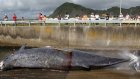 Японские китобои убили 333 полосатика в Антарктике