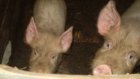 Кузнецкий свиновод оштрафован за ненадлежащее содержание животных