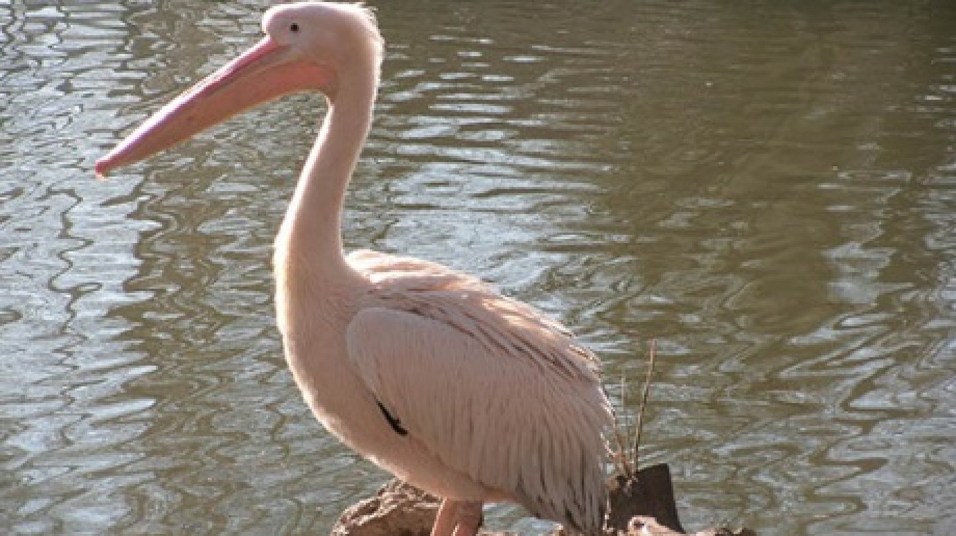 В Пензенском зоопарке пеликанов и аистов переселили на водоемы