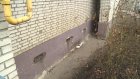 Коммунальщики замуровали кошек в подвале дома на Луначарского