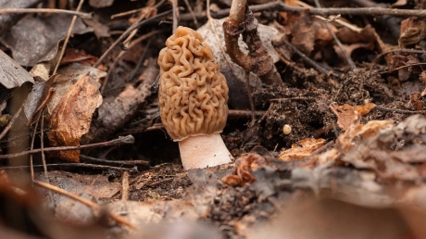 Пензенцы сообщают о появлении в лесах первых грибов