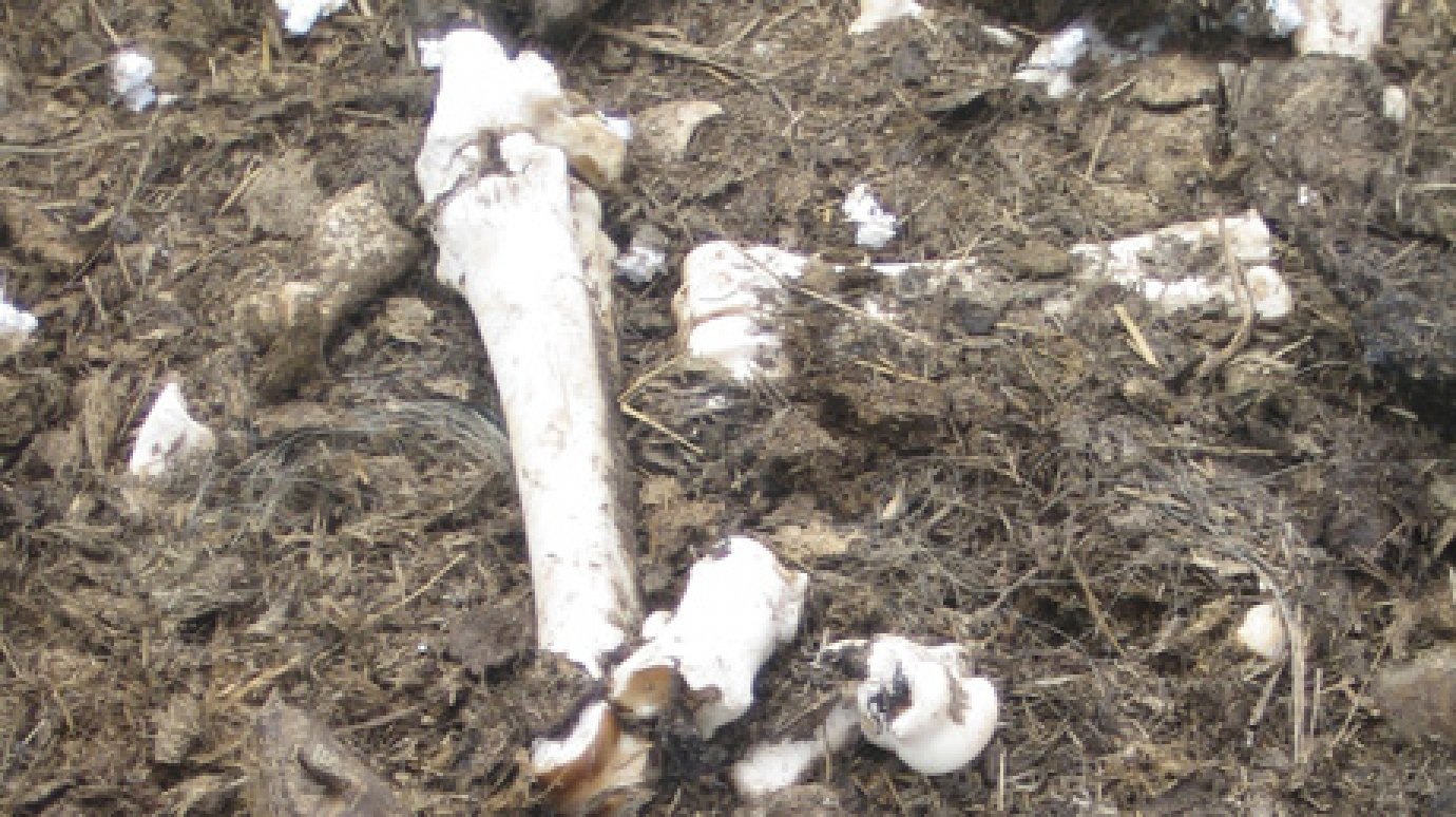 В Городищенском районе нашли свалку останков скота