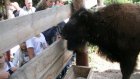 Молодого бизона из Пензенского зоопарка назвали Татанкой