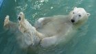 В Пензенском зоопарке из бассейна белого медведя выловили 5 карасей