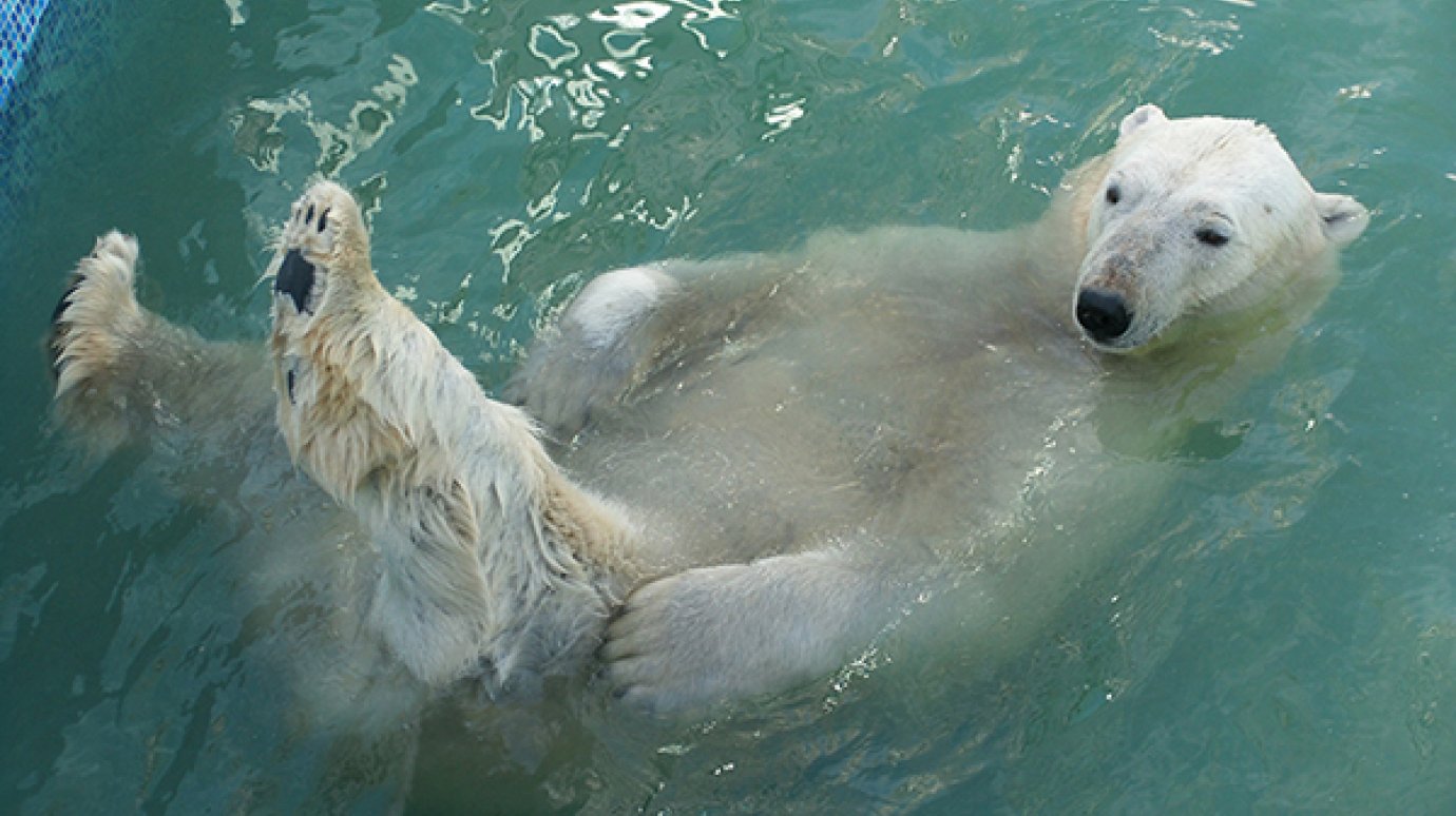 В Пензенском зоопарке из бассейна белого медведя выловили 5 карасей