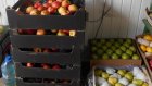 На полигоне в Чемодановке уничтожили 68 кг польских яблок и груш