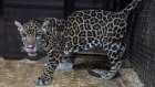 Зоопарк предлагает пензенцам придумать имя молодому ягуару