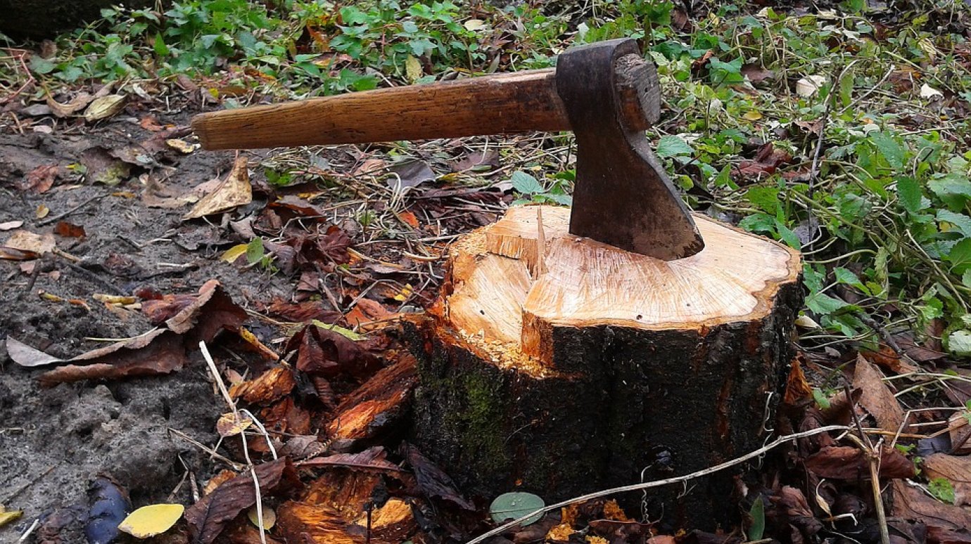 В Кузнецком районе двое браконьеров вырубили лес на 37 тысяч рублей