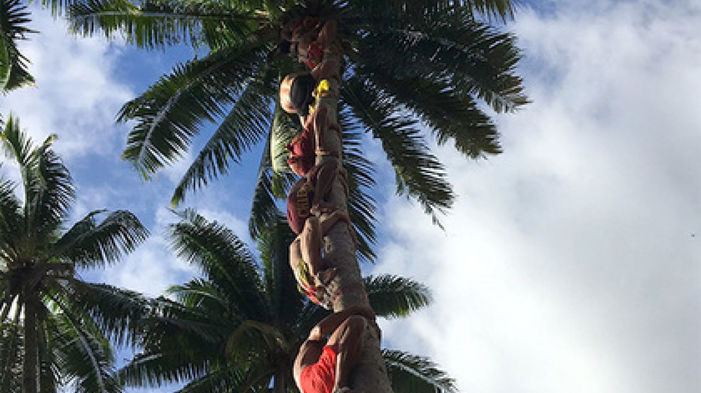 На Таити определили чемпиона мира по лазанью на кокосовые пальмы