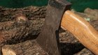 Жителя Пензенской области отправили в колонию из-за 27 срубленных деревьев
