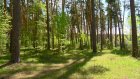 Житель Городищенского района получил срок за вырубку деревьев