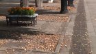 Пензенцы жалуются на кучи листьев на ул. Московской