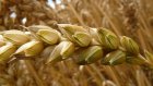В Пензенской области получен миллион тонн зерна