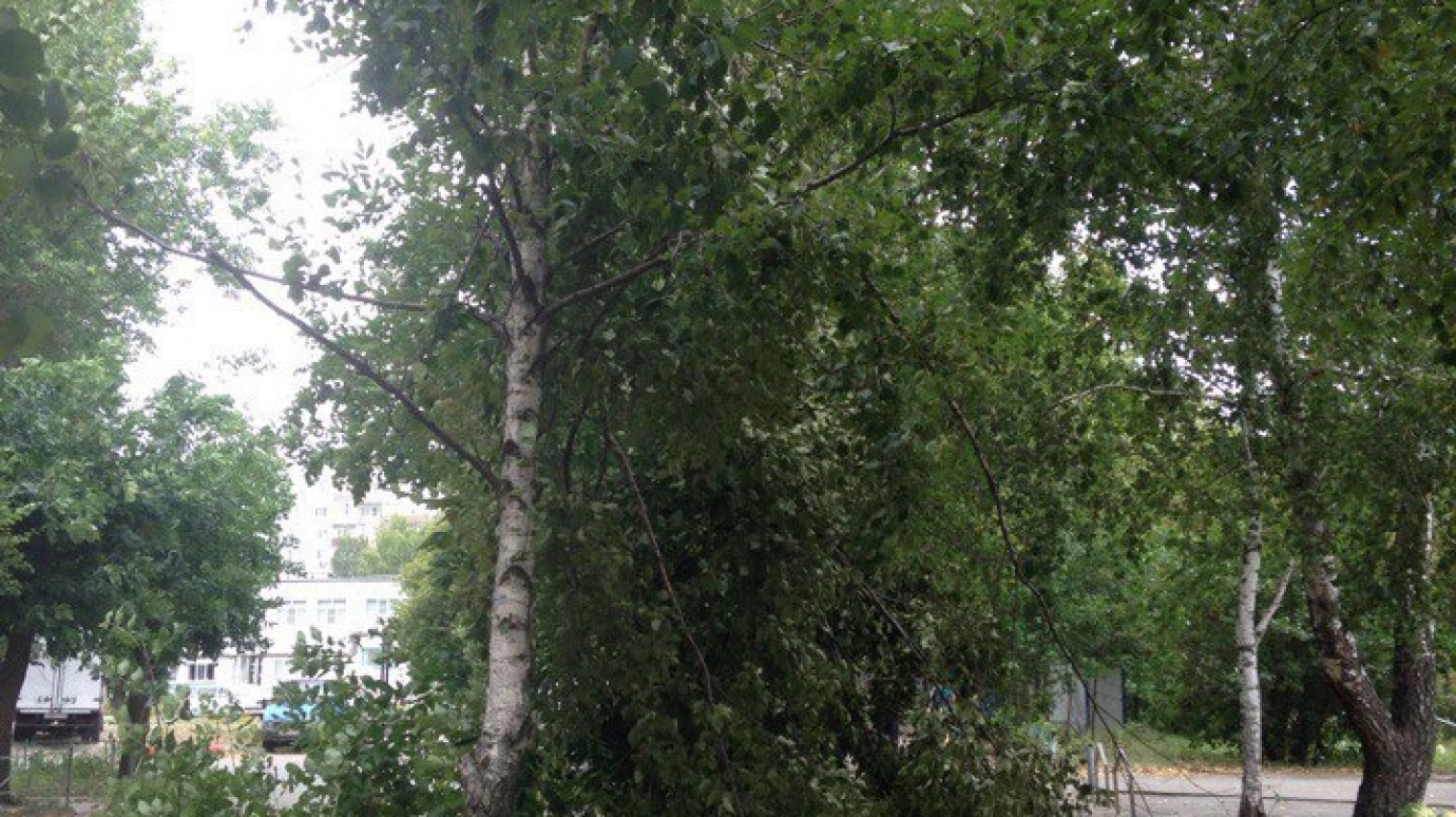 Пензенцы сообщают в МЧС о сломанных ветром деревьях