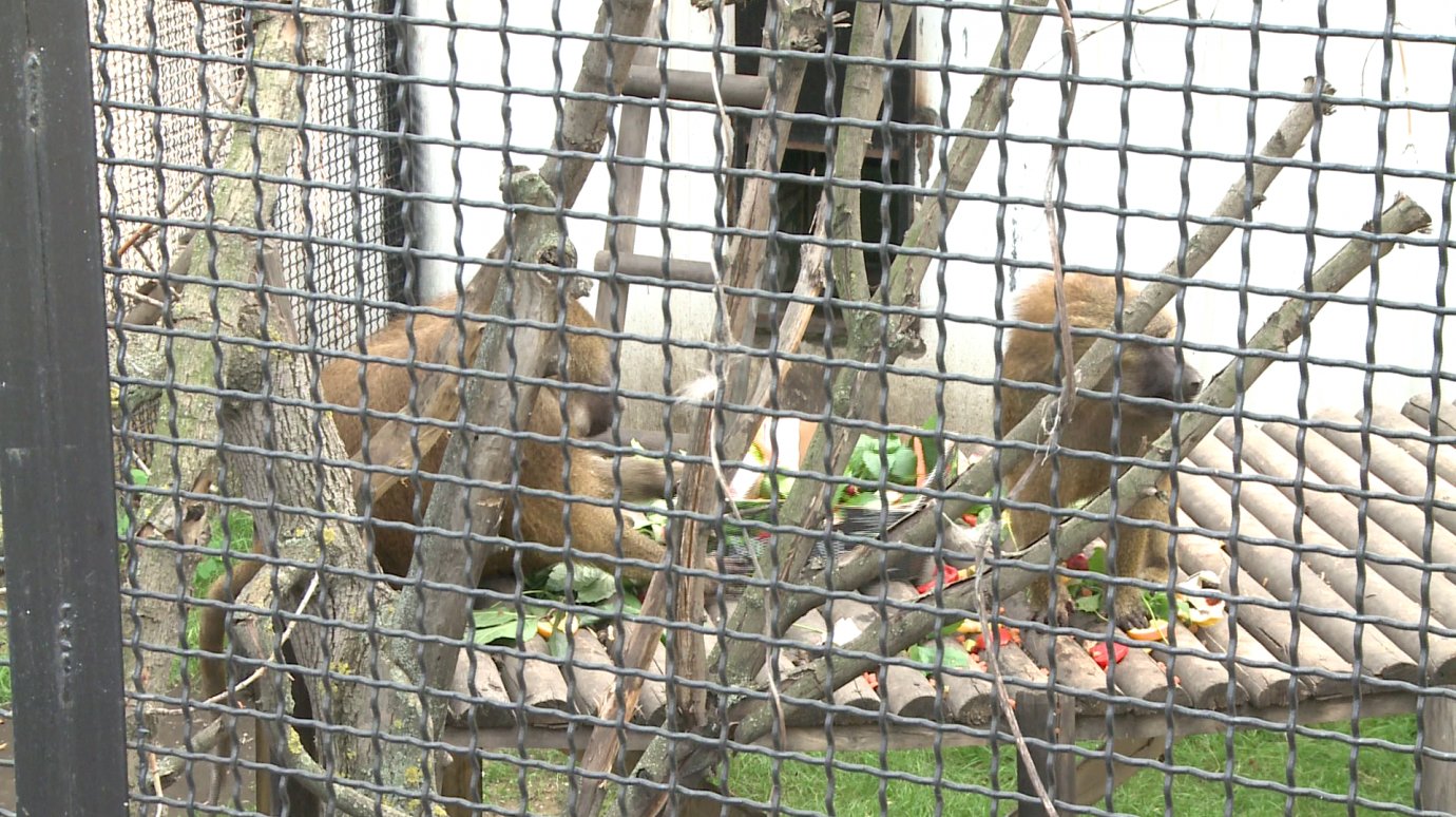 В Пензенском зоопарке отметили 30-летие павианов Кая и Герды