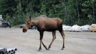 В Белинском районе водитель «Лады-Приоры» насмерть сбил лося