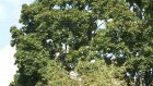 Жители улицы Вяземского просят опилить опасно разросшиеся деревья