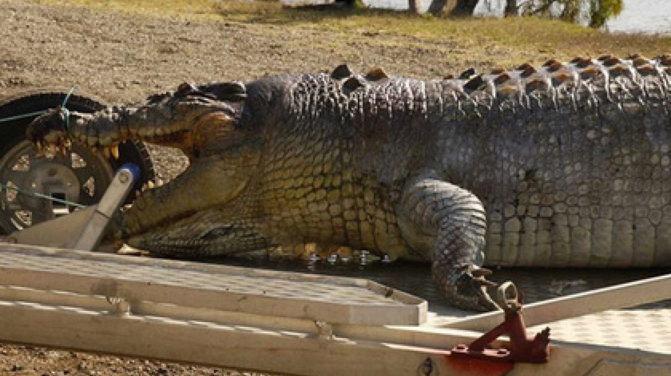 Убийство пятиметрового крокодила вызвало борьбу рептилий за контроль над рекой