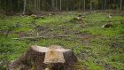 Мокшанский предприниматель заплатит 764 000 за вырубку деревьев