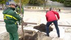 Мэр помог «Зеленому хозяйству» высадить деревья на Московской