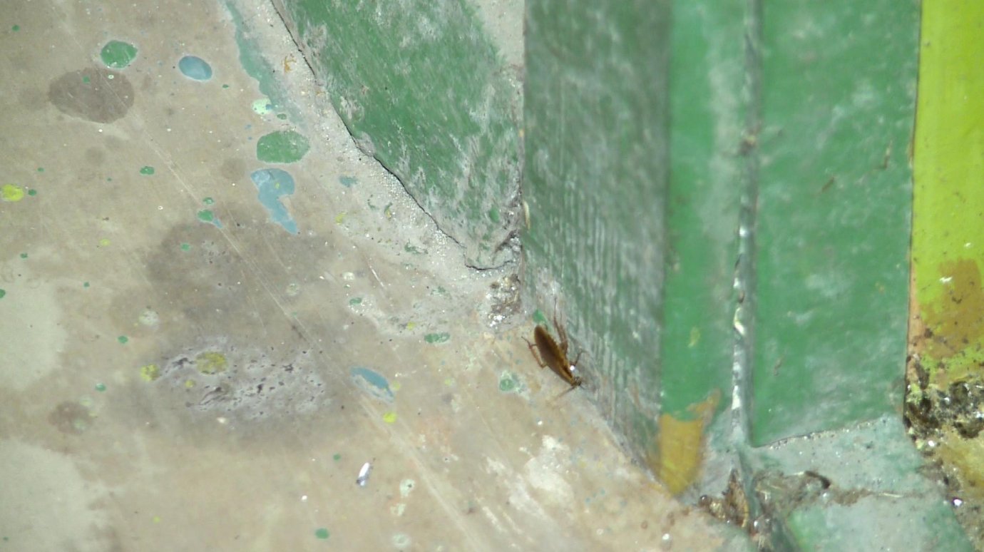 Жители дома на улице Минской страдают из-за расплодившихся тараканов