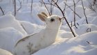 В Пензенской области оштрафуют охотника за убийство зайца без отметки