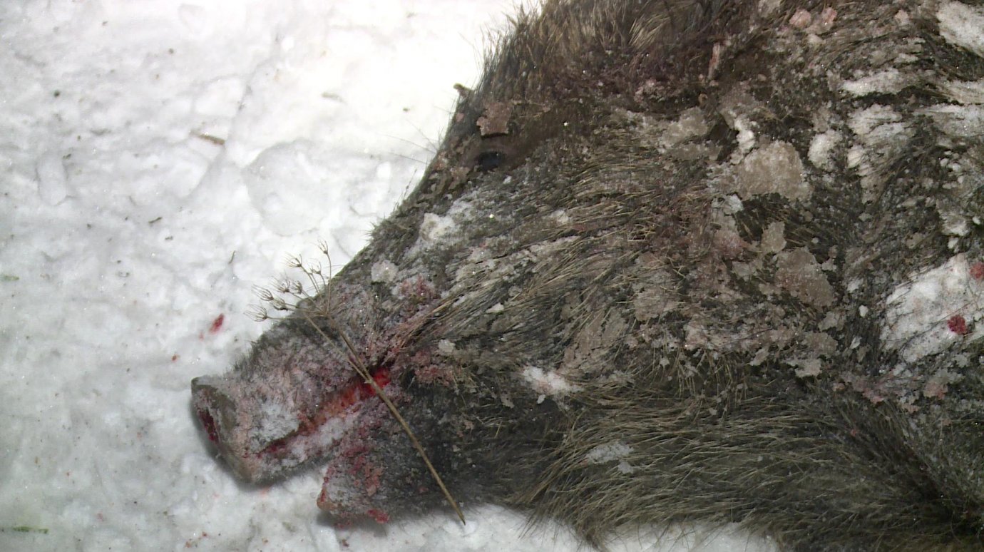 В Иссинском районе зверски расстреляли стадо диких кабанов