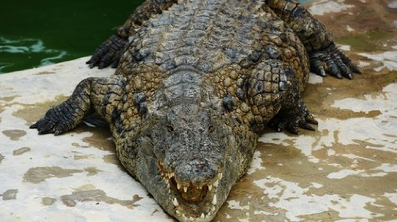 Крокодилы убили туриста в Зимбабве