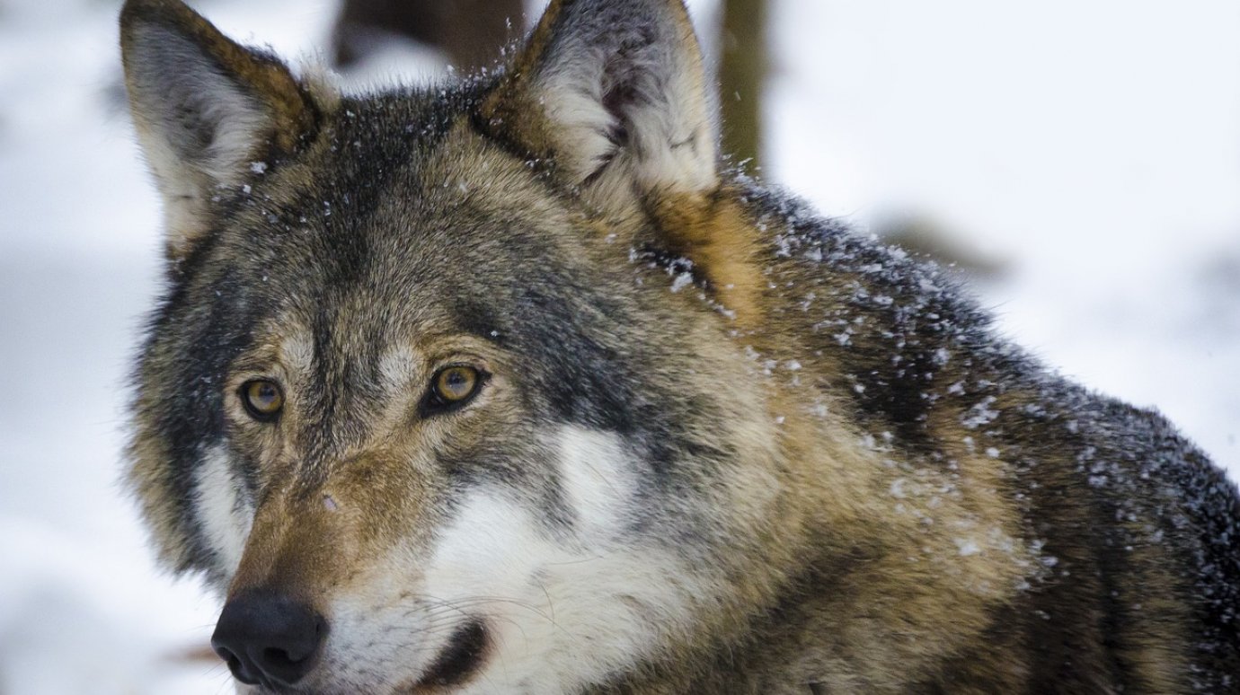В лесах Лунинского района убиты шесть волков