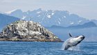 19 февраля - Всемирный день кита
