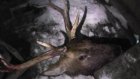 В Пачелмском районе заведено уголовное дело по факту браконьерства