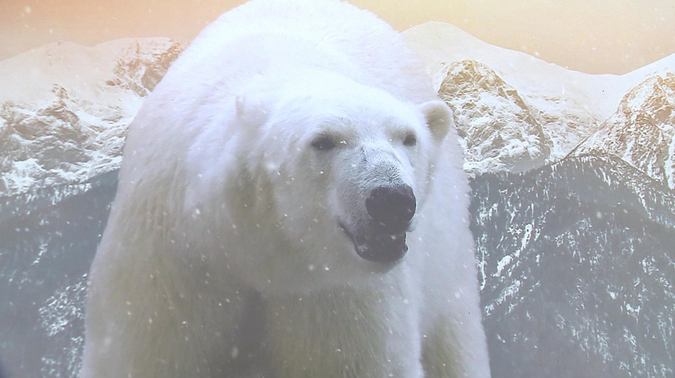 В День полярного медведя в Пензенском зоопарке рассказали об этом хищнике