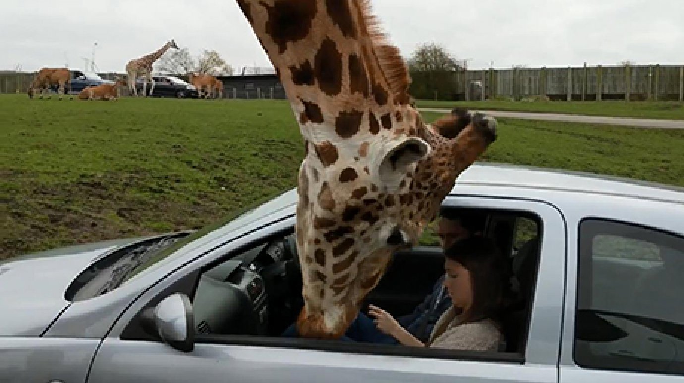 Голодный жираф в Британии выбил головой окно машины