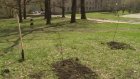 Пензенцам предлагают высадить 1 000 деревьев в микрорайоне Заря