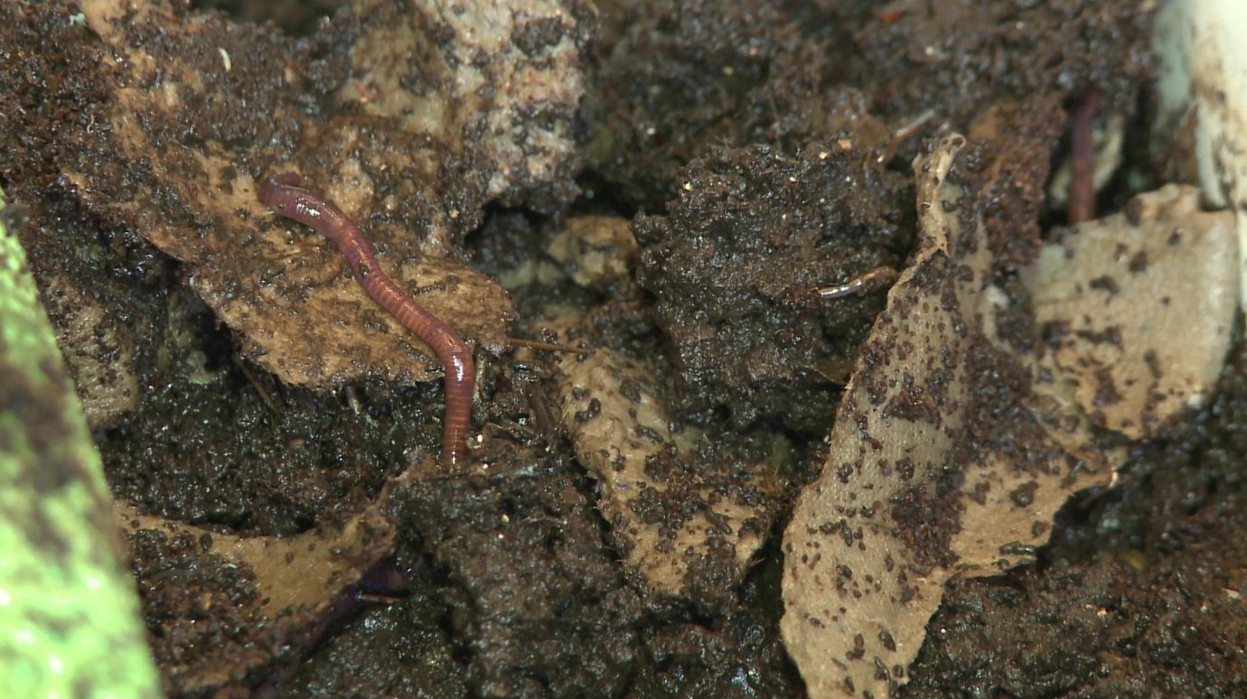 11-летний пензенец выращивает дома красных калифорнийских червей