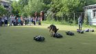 Пензенские кинологи рассказали детям о работе служебных собак