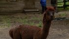 В Пензенском зоопарке к мундиалю на боку альпака выстригли мяч