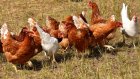 В Пензенской области отменили карантин по птичьему гриппу