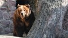 На Камчатке медведи раскопали могилы на кладбище
