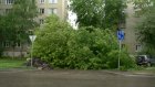 В Пензе на улице Краснова дерево упало на прохожую