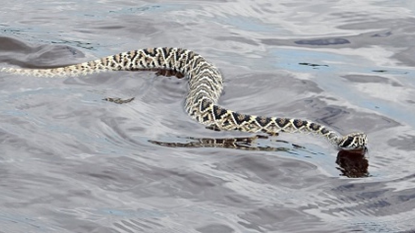 Жительницу Заречного во время купания в пруду укусила змея