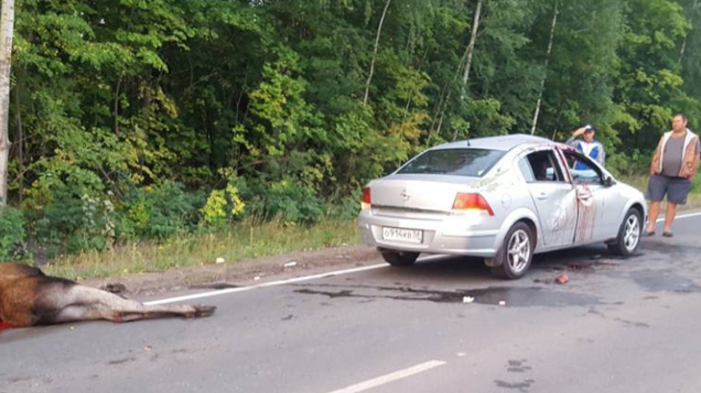В Бековском районе Opel сбил трехлетнего лося